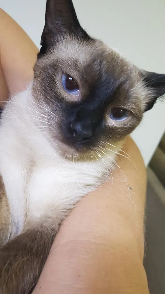 Gato raça Siamês  idade 1 ano nome Olivia