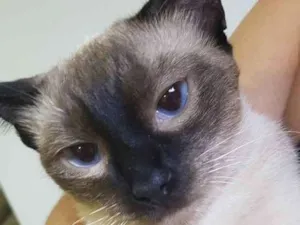 Gato raça Siamês  idade 1 ano nome Olivia