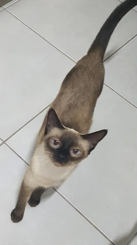 Gato raça Siamês  idade 1 ano nome Olivia