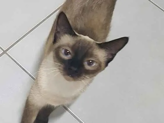 Gato raça Siamês  idade 1 ano nome Olivia