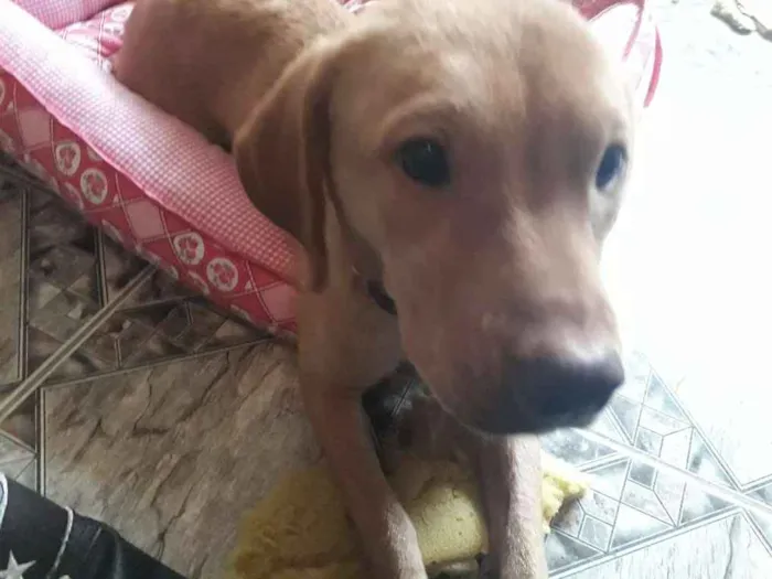 Cachorro ra a Indefinida  idade 1 ano nome Catarina