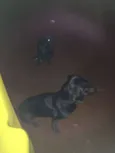 Belinha