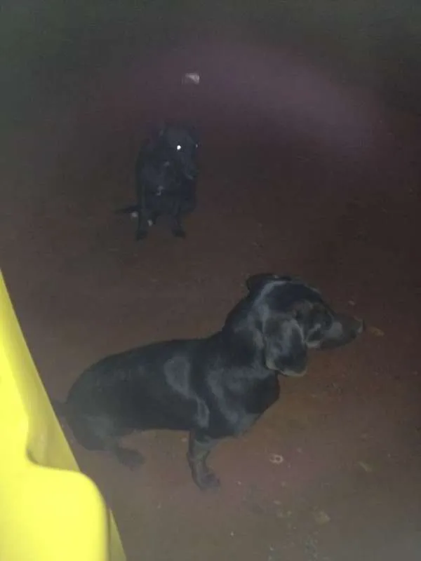 Cachorro ra a Pintier 2 idade 1 ano nome Belinha