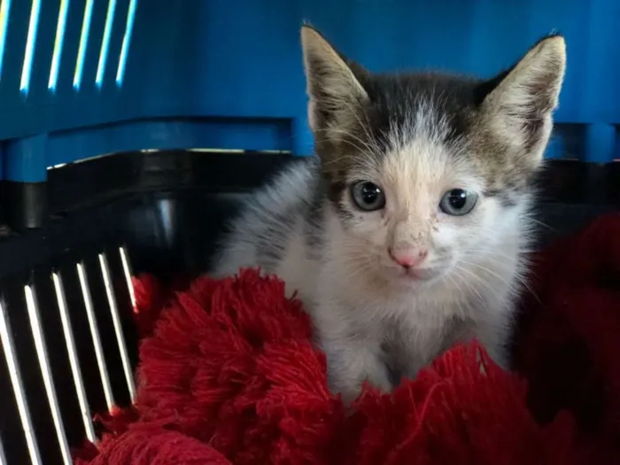 Gato ra a  idade Abaixo de 2 meses nome Baby