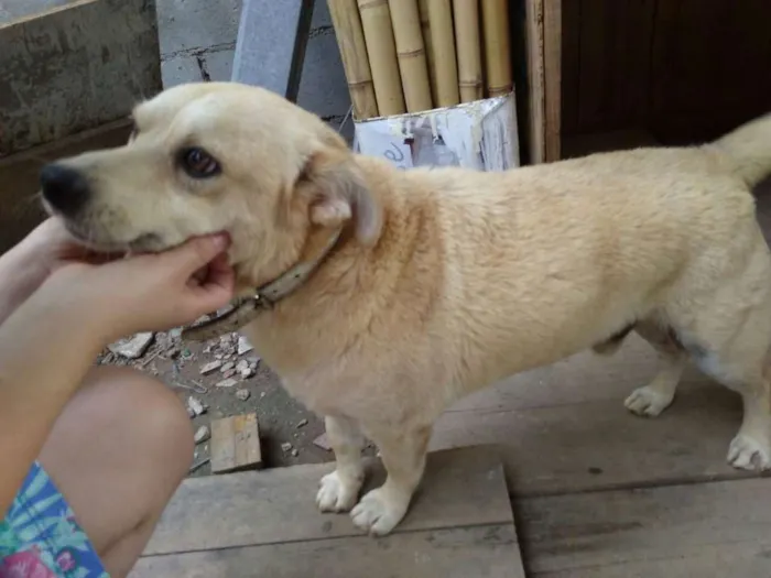 Cachorro ra a SRD idade 2 anos nome Pingo