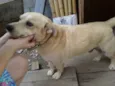 Pingo