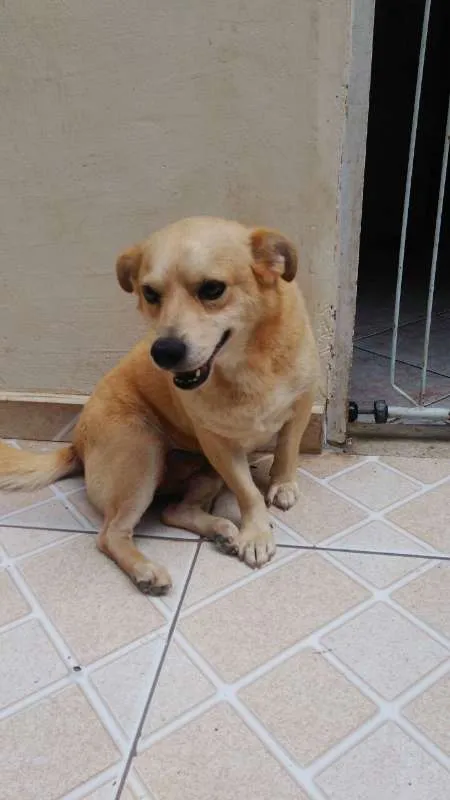 Cachorro ra a SRD idade 2 anos nome Pingo