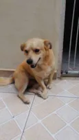 Pingo