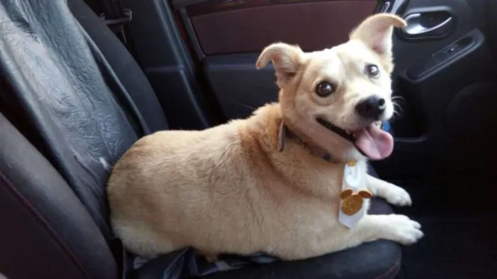 Cachorro ra a SRD idade 2 anos nome Pingo