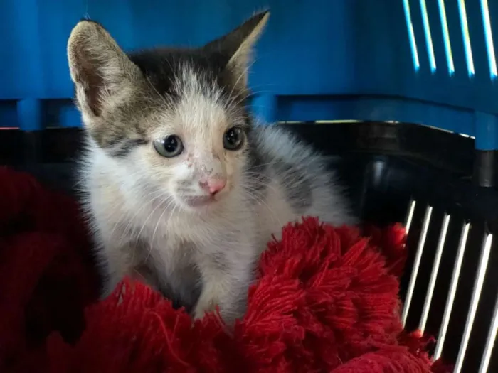 Gato ra a  idade Abaixo de 2 meses nome Baby