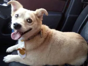 Cachorro raça SRD idade 2 anos nome Pingo