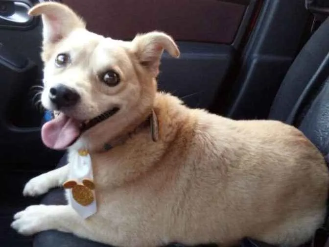 Cachorro ra a SRD idade 2 anos nome Pingo