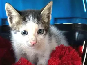 Gato raça  idade Abaixo de 2 meses nome Baby