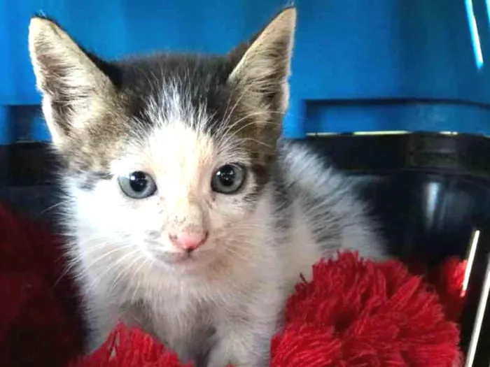 Gato ra a  idade Abaixo de 2 meses nome Baby
