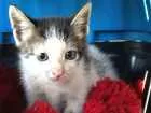 Gato raça  idade Abaixo de 2 meses nome Baby