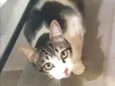 Oliver