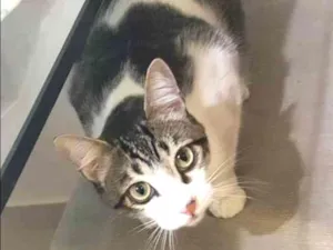 Gato raça De rua idade 1 ano nome Oliver