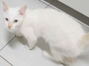 Gato raça De rua  idade 2 a 6 meses nome Frida