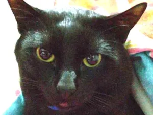 Gato raça SRD idade 2 anos nome Chosen