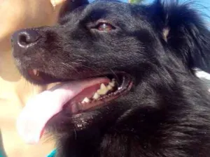 Cachorro raça Vira lata idade 2 anos nome Benji