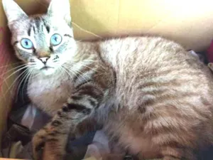 Gato raça srd idade 2 anos nome Nick