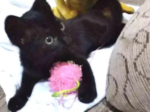 Gato raça Srd idade Abaixo de 2 meses nome Filhote abandonado