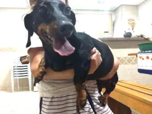Cachorro raça Basset idade  nome Não sei