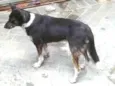 Cachorro raça SRD idade 2 anos nome Léia