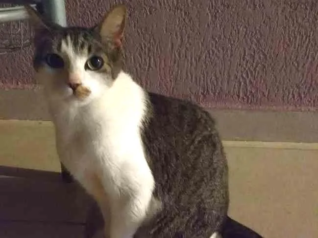Gato ra a SRD idade 5 anos nome Brad