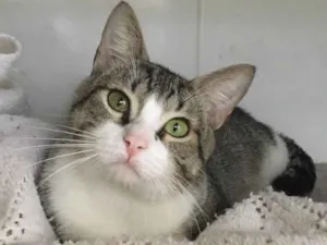 Gato raça SRD idade 2 a 6 meses nome LEOPOLDO