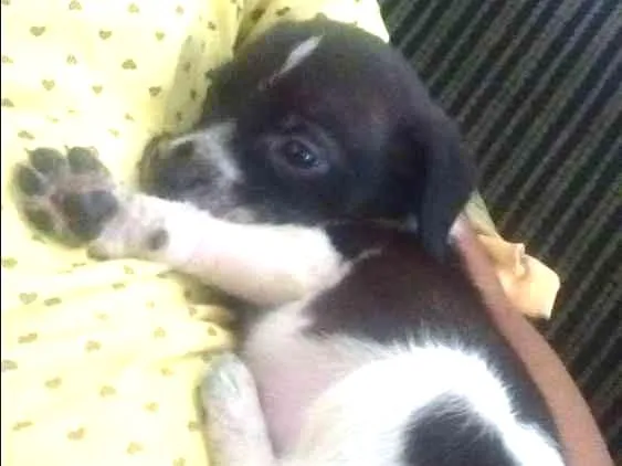 Cachorro ra a Golden Retriever + SRD idade Abaixo de 2 meses nome Lilica