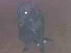 Cachorro ra a Pintier 2 idade 1 ano nome Belinha