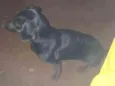 Belinha