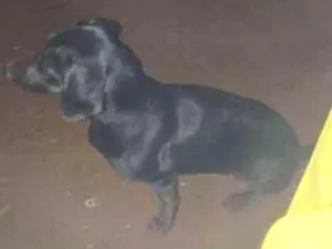 Cachorro raça Pintier 2 idade 1 ano nome Belinha