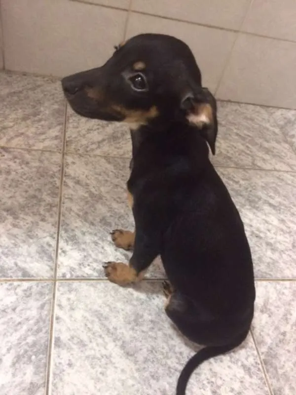 Cachorro ra a SRD idade 2 a 6 meses nome NINA com a 1º V10