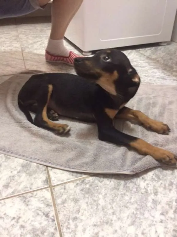 Cachorro ra a SRD idade 2 a 6 meses nome NINA com a 1º V10