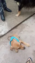 Cachorro raça SRD idade 2 a 6 meses nome Rabicó