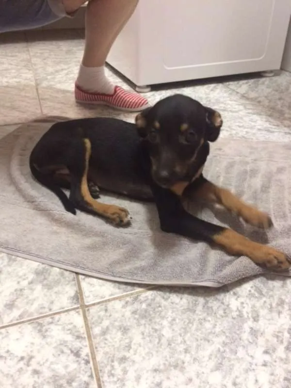 Cachorro ra a SRD idade 2 a 6 meses nome NINA com a 1º V10