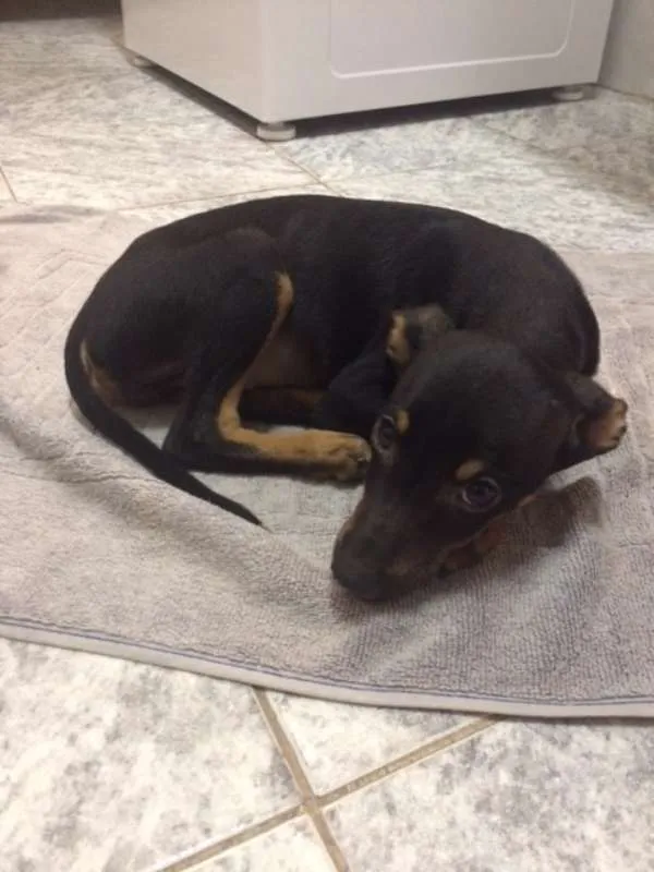 Cachorro ra a SRD idade 2 a 6 meses nome NINA com a 1º V10
