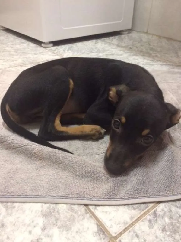 Cachorro ra a SRD idade 2 a 6 meses nome NINA com a 1º V10
