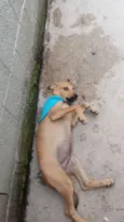 Cachorro raça SRD idade 2 a 6 meses nome Rabicó