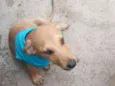 Cachorro raça SRD idade 2 a 6 meses nome Rabicó