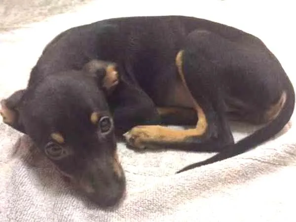 Cachorro ra a SRD idade 2 a 6 meses nome NINA com a 1º V10
