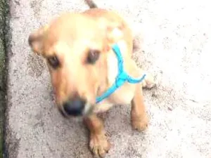 Cachorro raça SRD idade 2 a 6 meses nome Rabicó