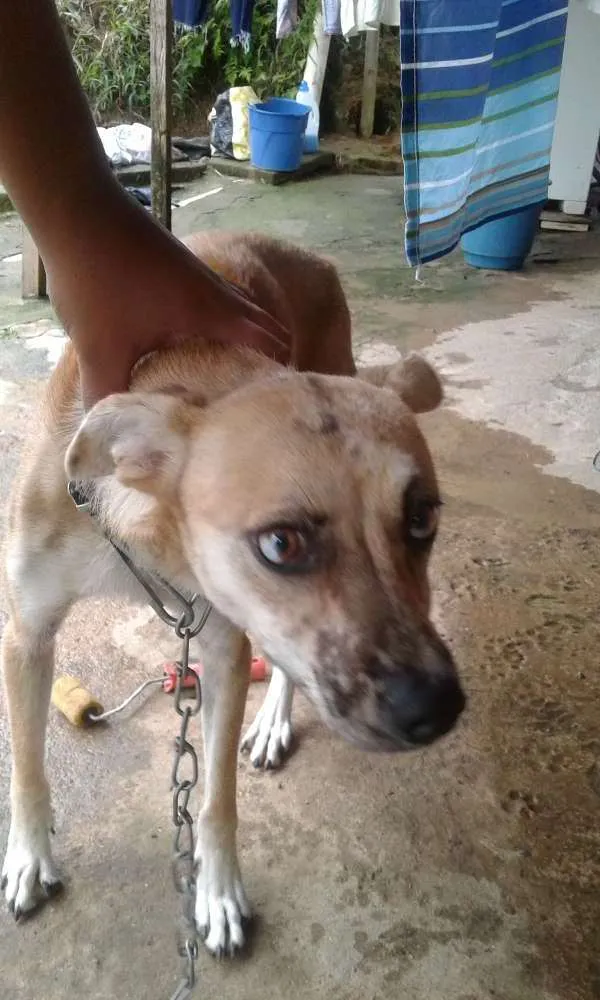 Cachorro ra a Vira lata idade 7 a 11 meses nome July 