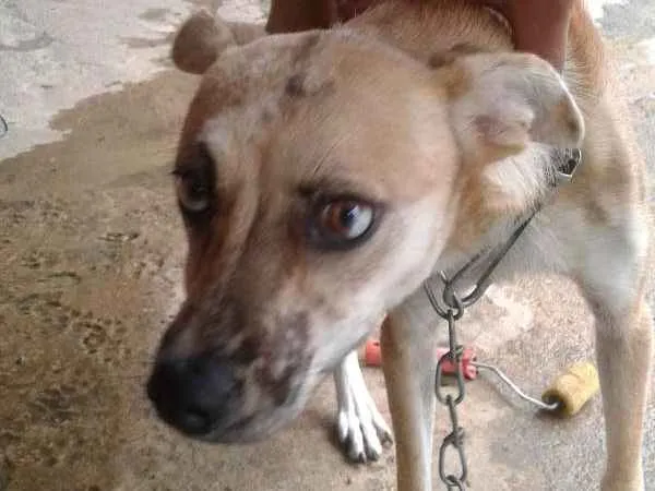 Cachorro ra a Vira lata idade 7 a 11 meses nome July 