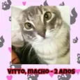 Vitto