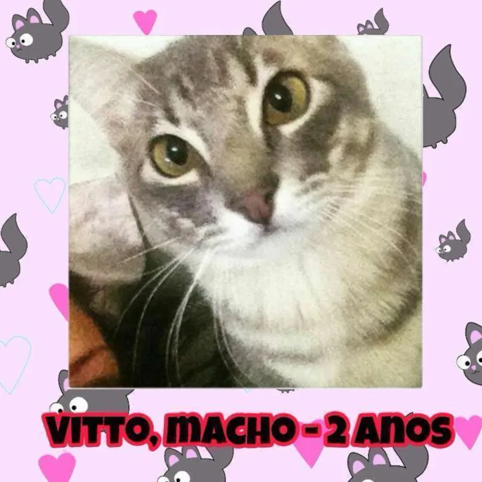 Gato ra a SRD idade 2 anos nome Vitto