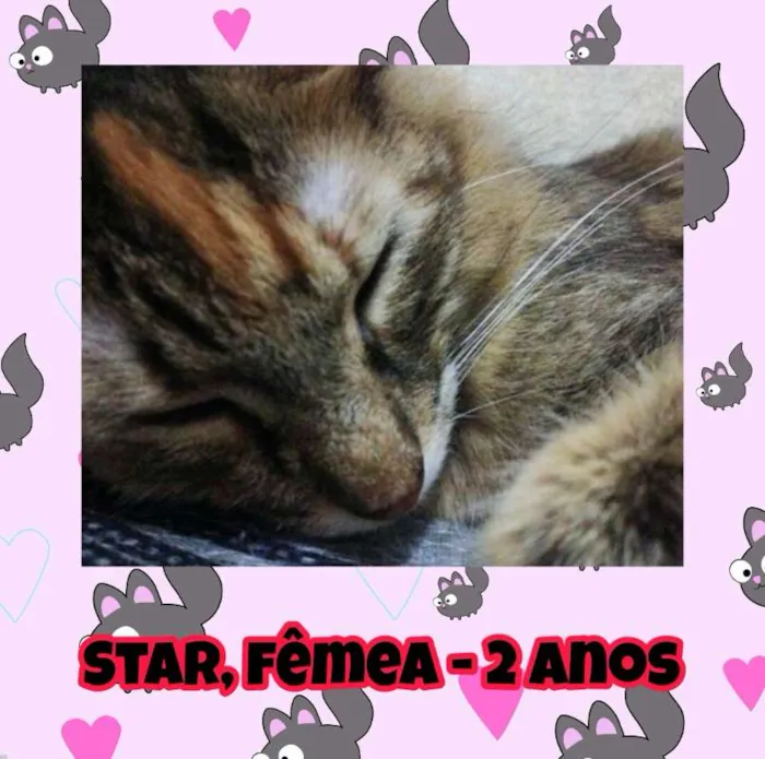 Gato ra a SRD idade 2 anos nome Star