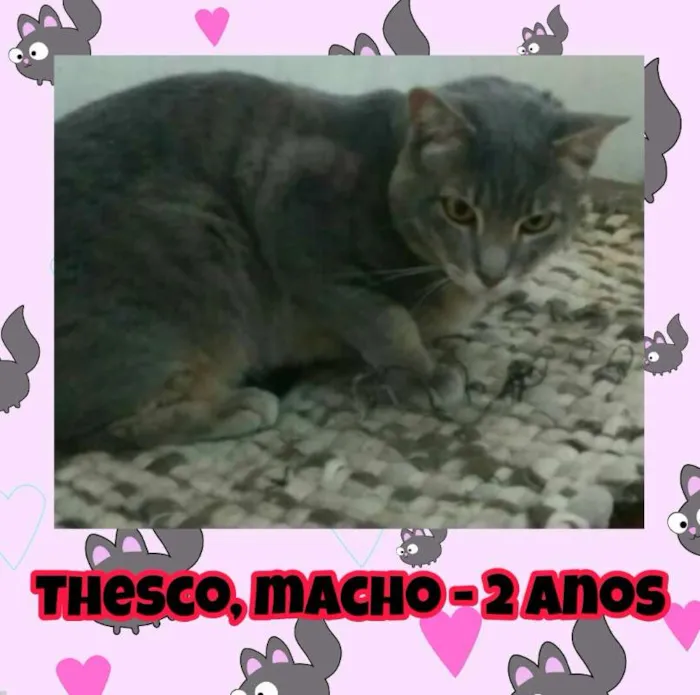 Gato ra a SRD idade 2 anos nome Thesco